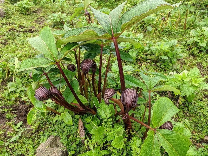Arisaema costatum photo 4