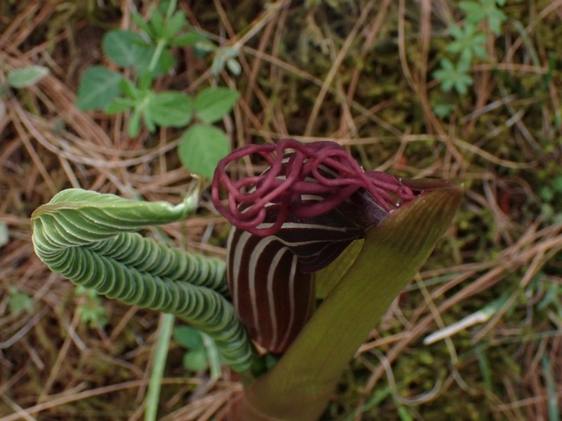 Arisaema costatum photo 5