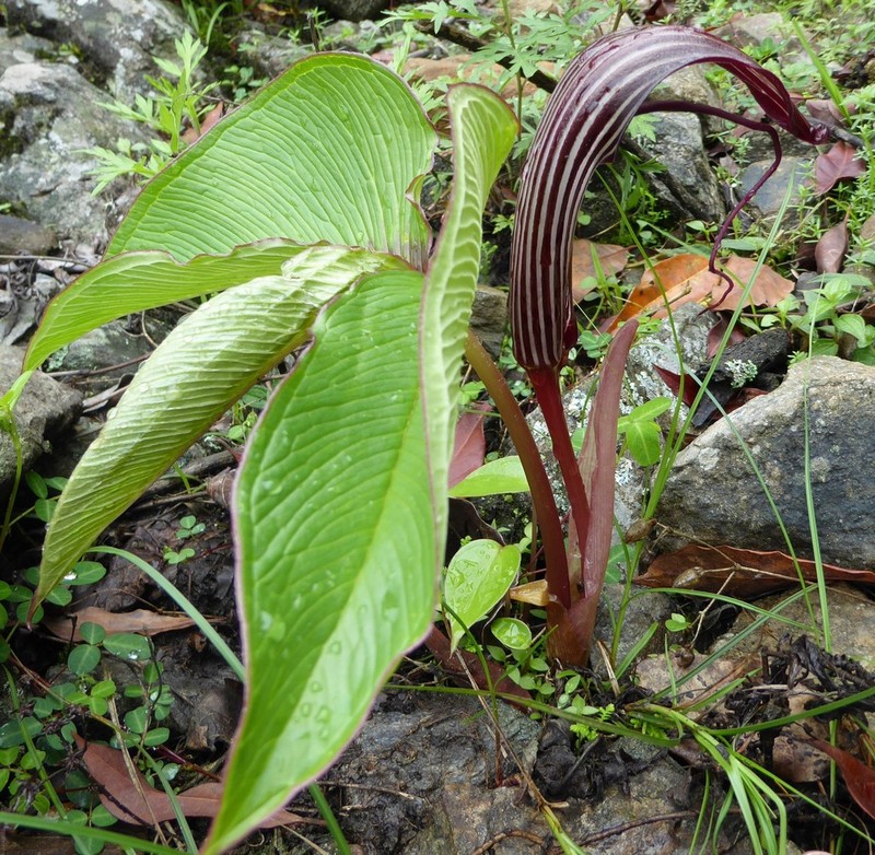Arisaema costatum photo 6