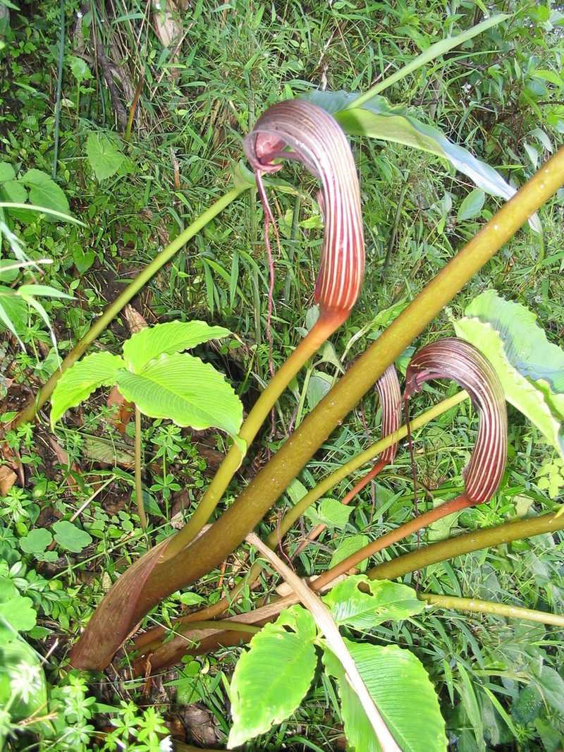 Arisaema costatum photo 7