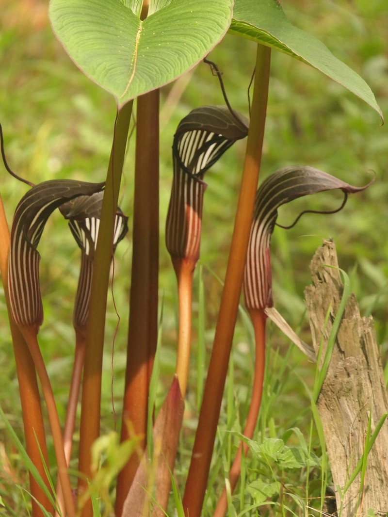 Arisaema costatum photo 8