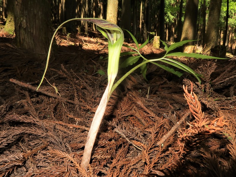 Arisaema cucullatum