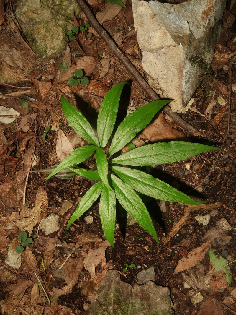 Arisaema cucullatum photo 3