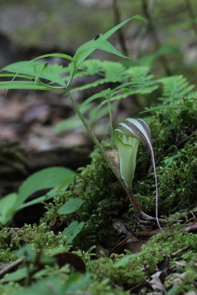 Arisaema cucullatum