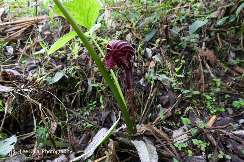 Arisaema dahaiense photo 2
