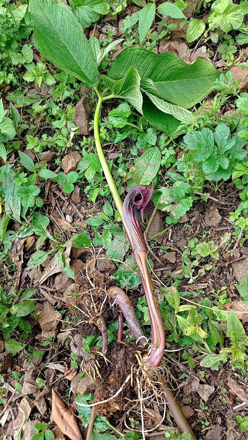 Arisaema dahaiense photo 5