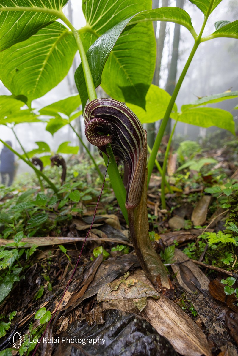 Arisaema dahaiense photo 8