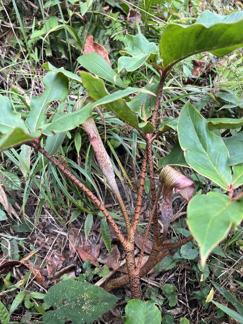 Arisaema decipiens