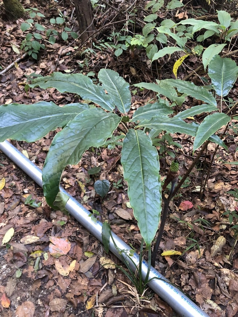 Arisaema decipiens photo 2