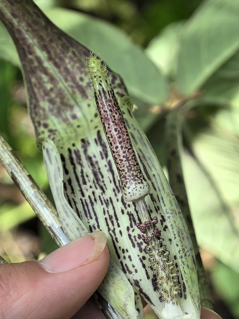 Arisaema decipiens photo 4