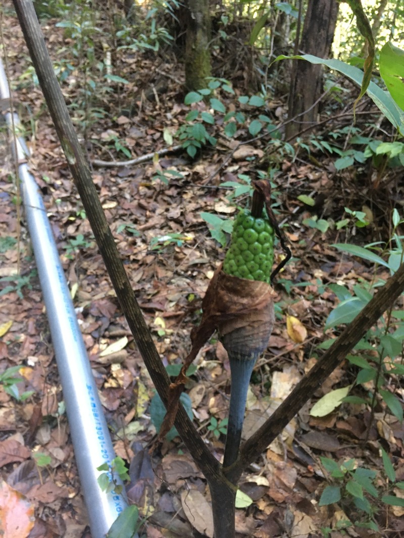 Arisaema decipiens photo 7