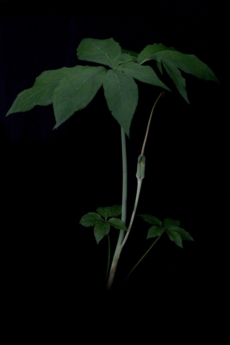 Green Dragon photo 4