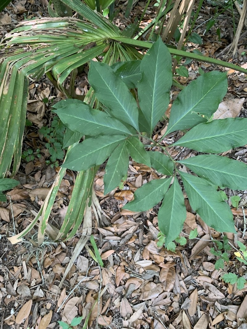 Green Dragon photo 6