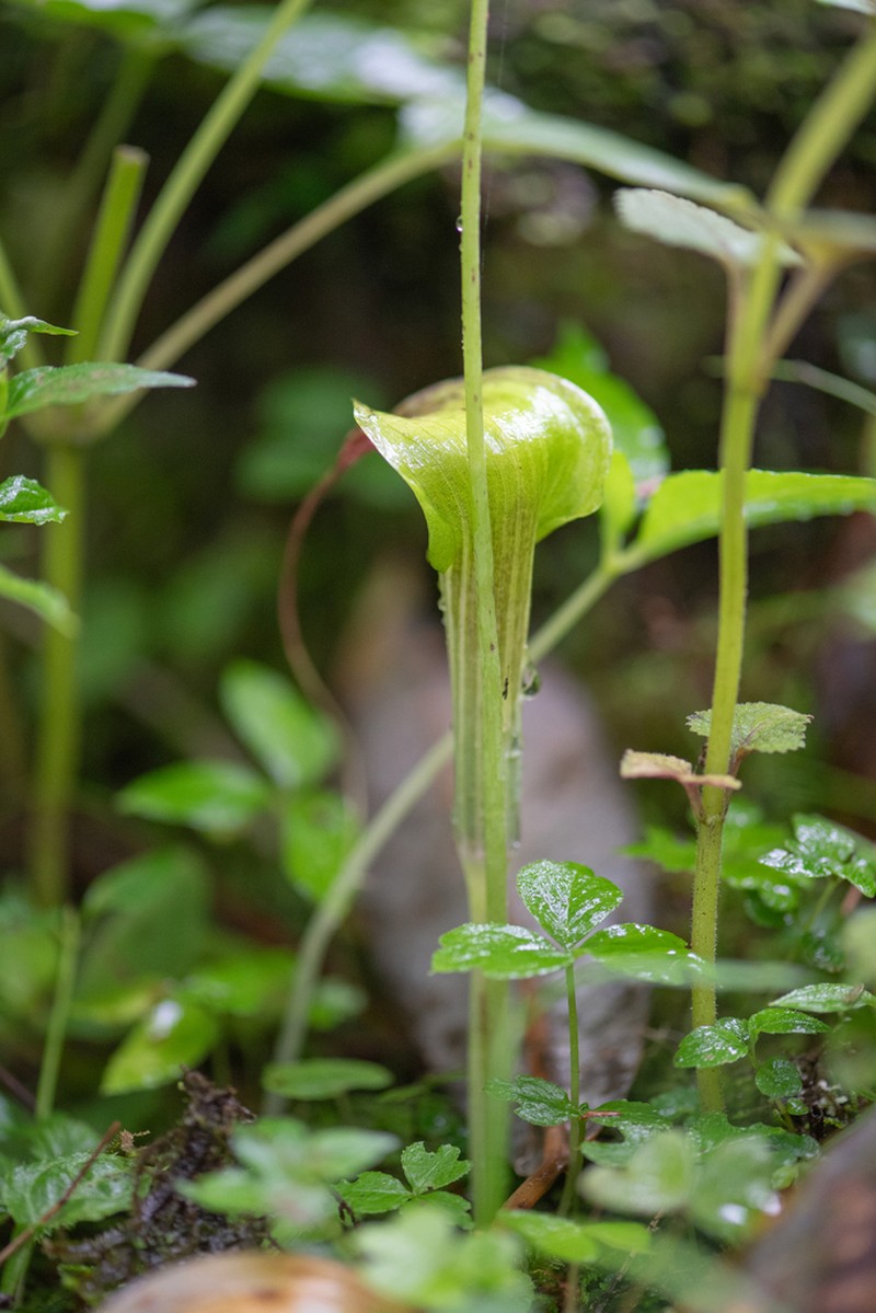 Arisaema echinatum photo 2