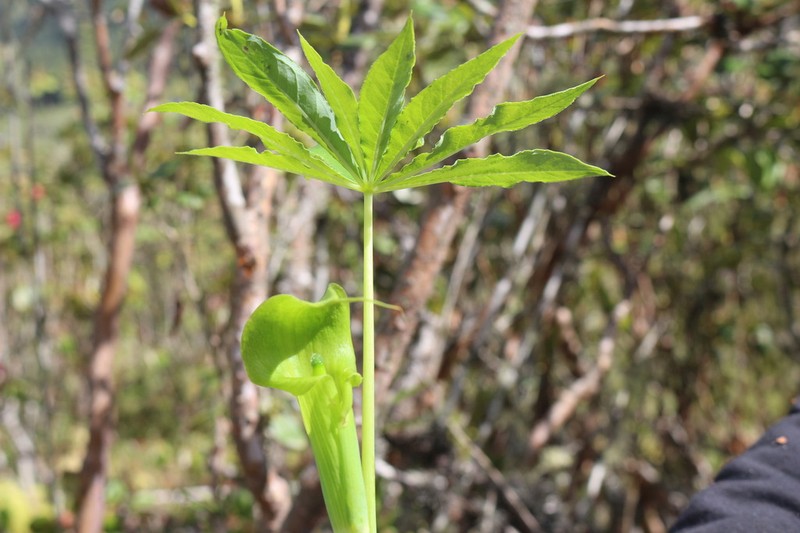 Arisaema echinatum photo 3
