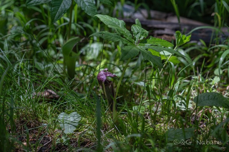 Arisaema echinatum photo 4