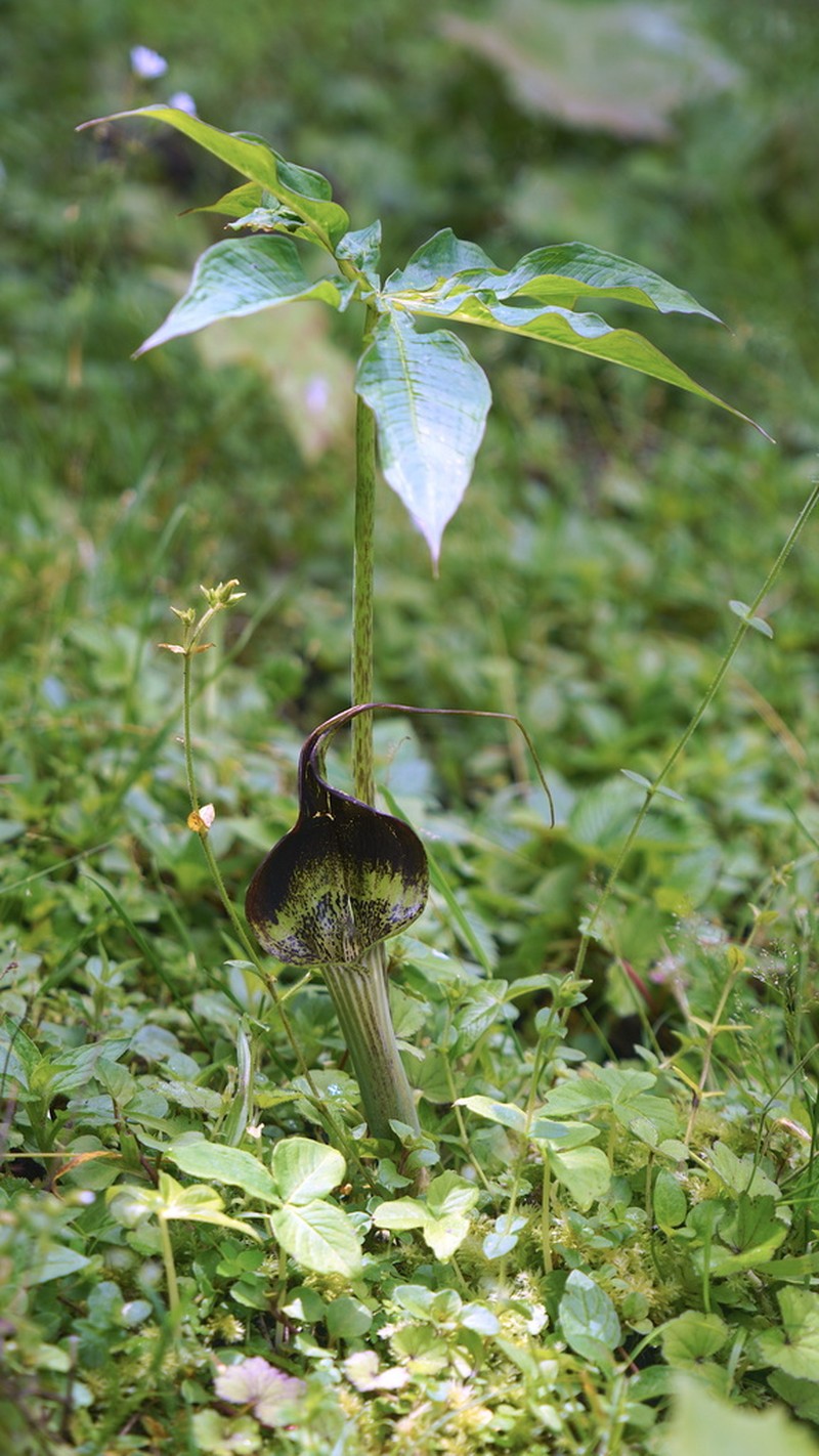 Arisaema echinatum photo 5