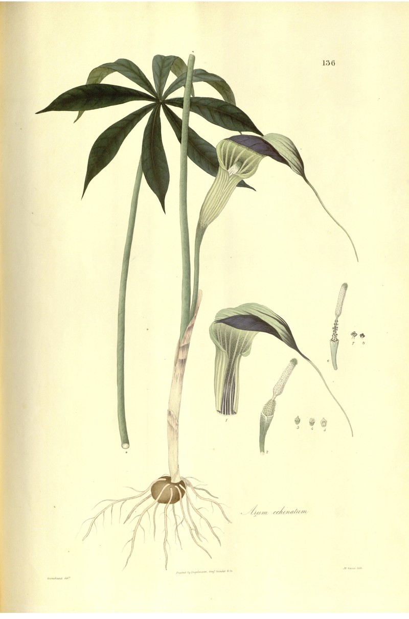 Arisaema echinatum