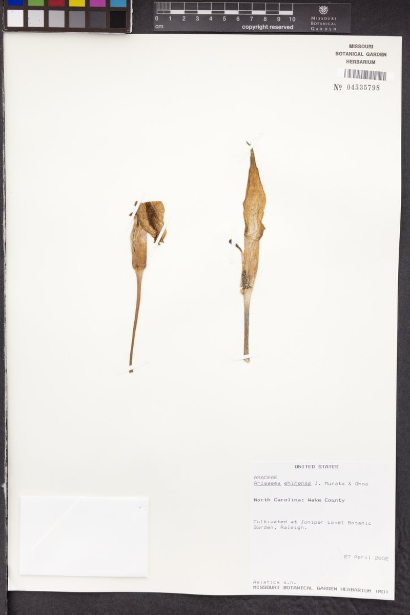 Arisaema ehimense photo 2
