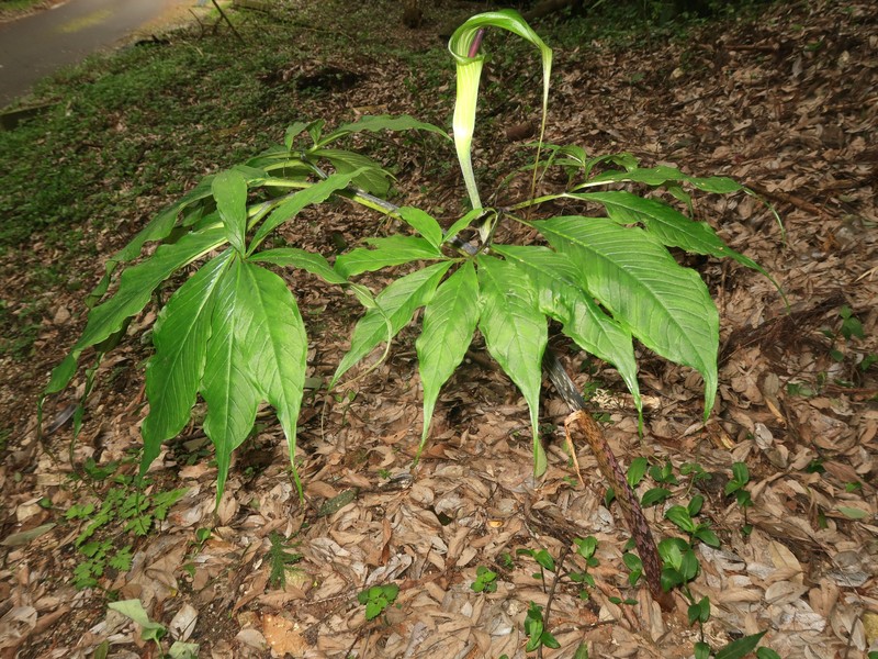 Arisaema ehimense