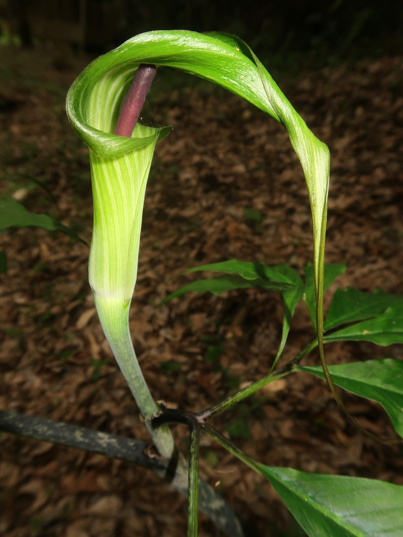 Arisaema ehimense photo 3