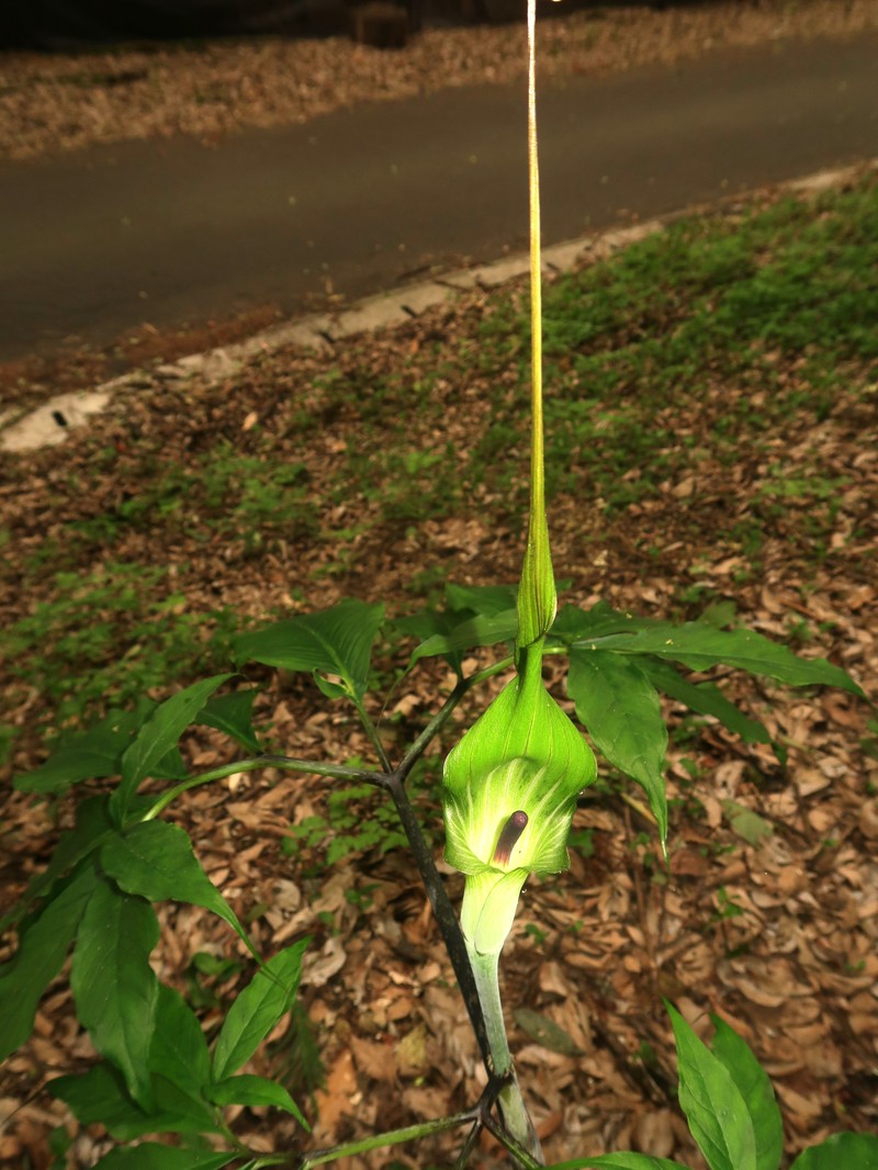 Arisaema ehimense photo 4