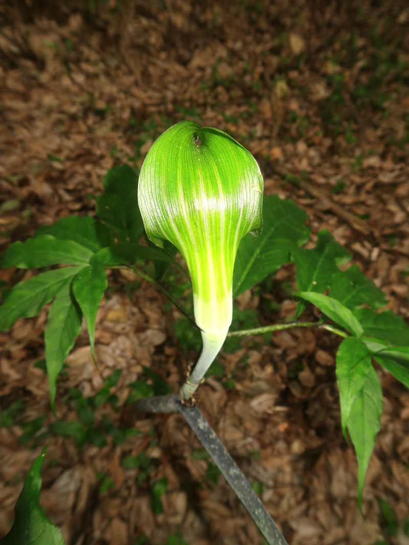 Arisaema ehimense photo 5
