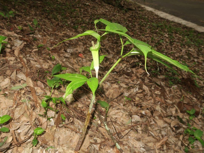 Arisaema ehimense photo 6