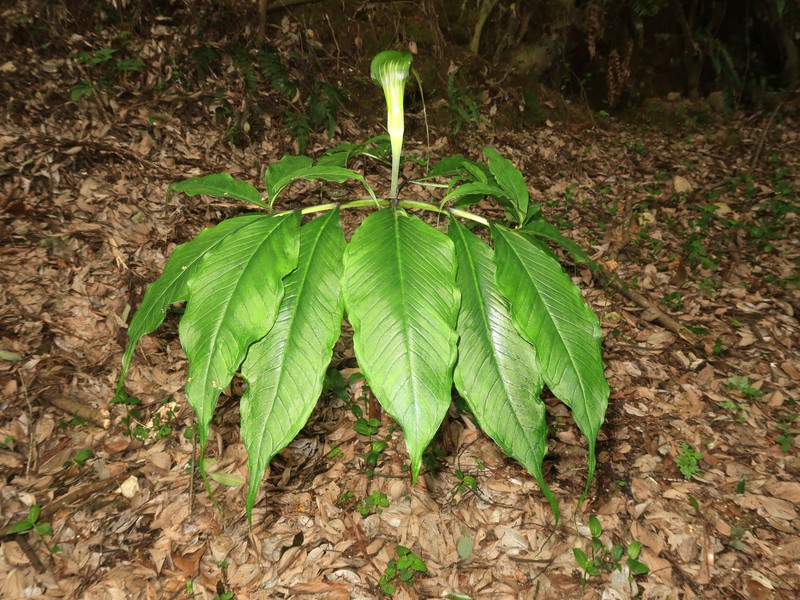 Arisaema ehimense photo 7