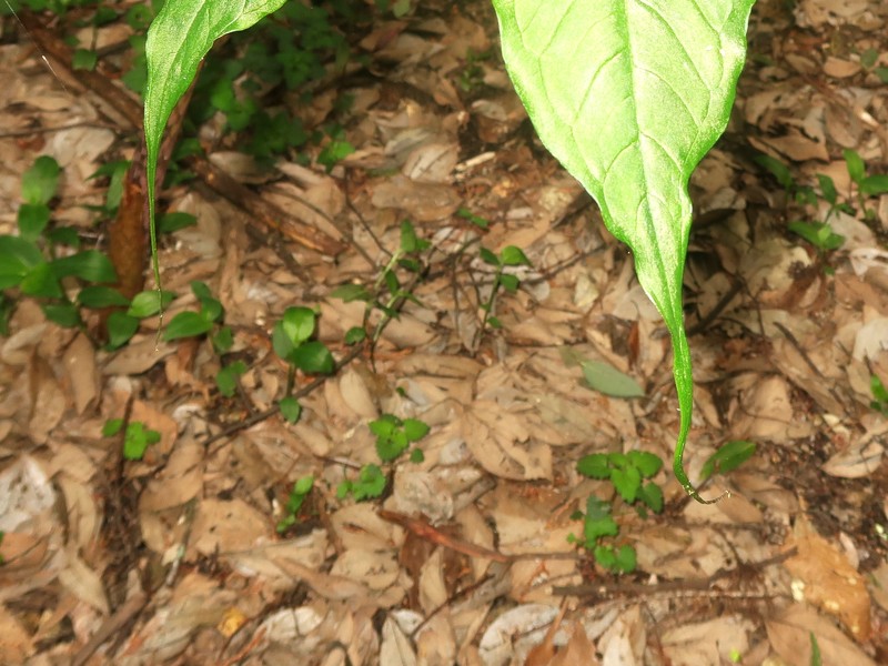 Arisaema ehimense photo 8