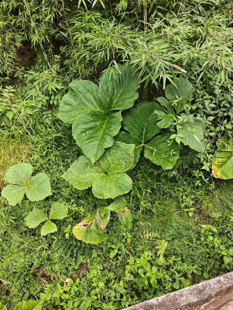 Arisaema elephas