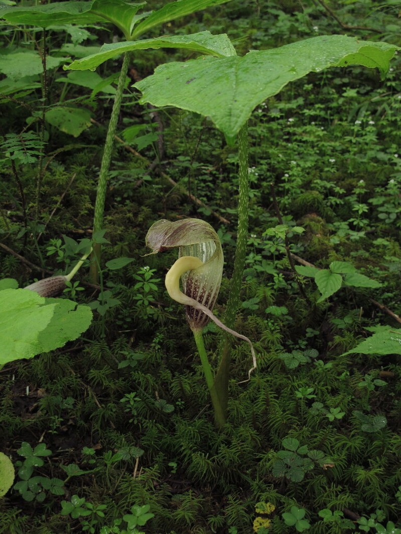 Arisaema elephas photo 2