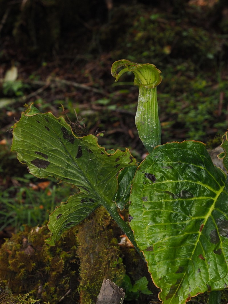 Arisaema elephas photo 3