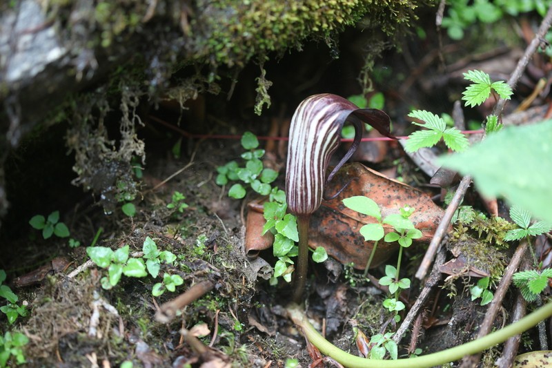 Arisaema elephas photo 4