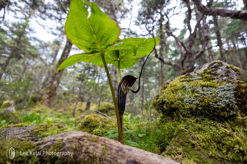 Arisaema elephas photo 5