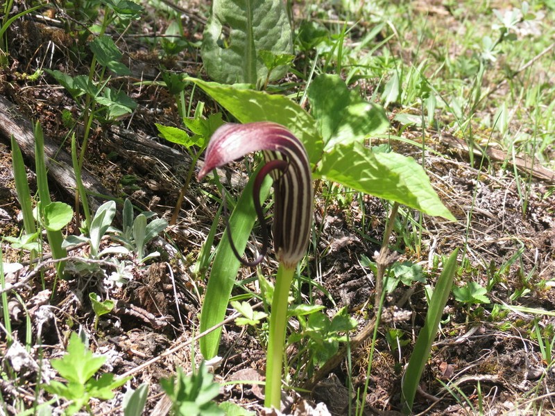 Arisaema elephas photo 6