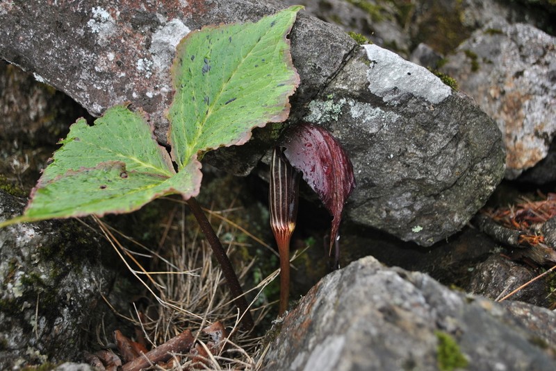 Arisaema elephas photo 7