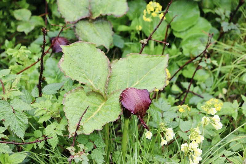 Arisaema elephas photo 8