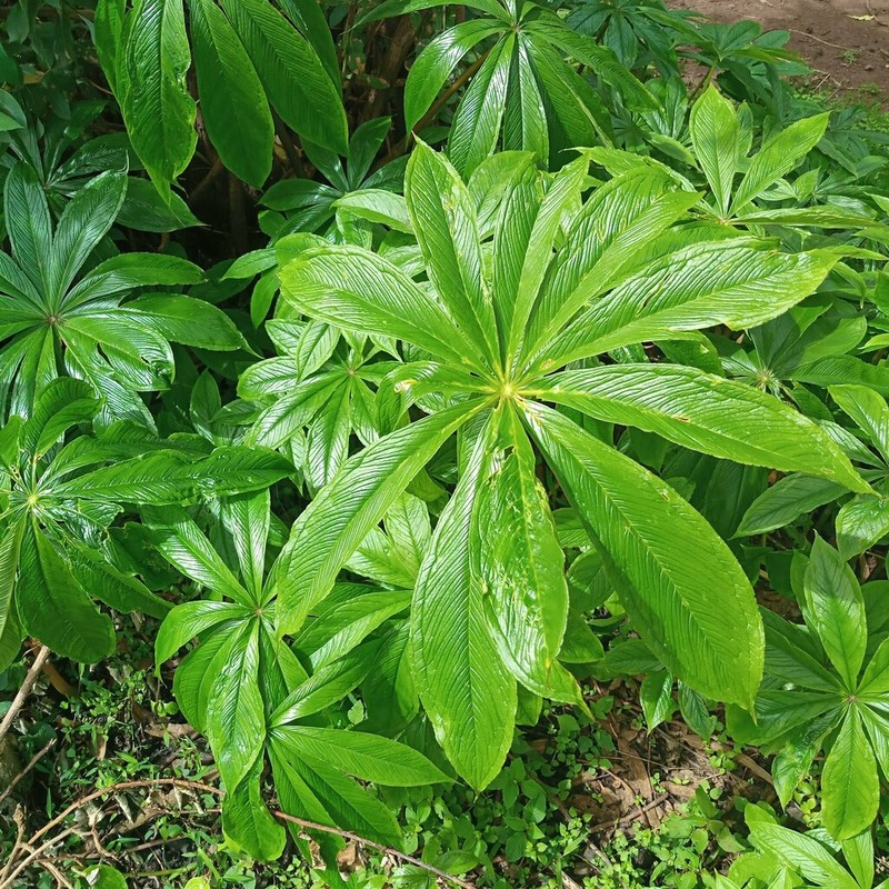 Arisaema enneaphyllum photo 2
