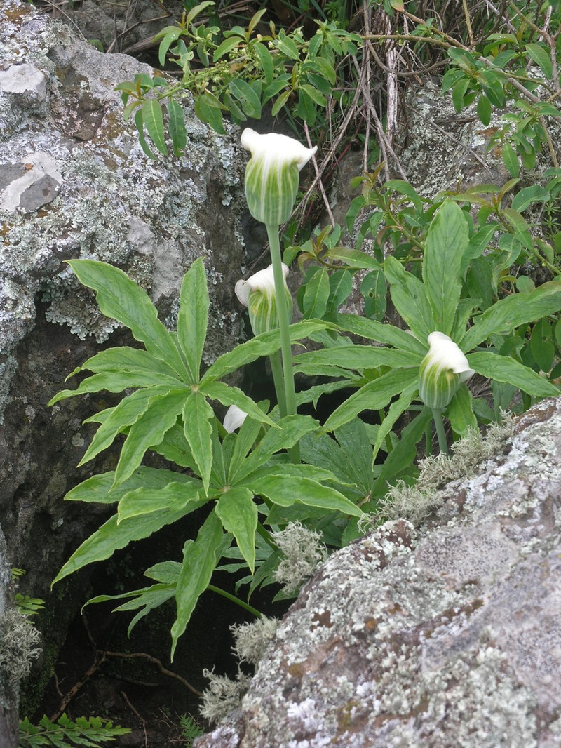 Arisaema enneaphyllum photo 4