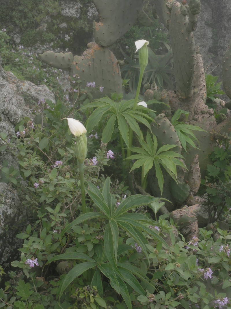 Arisaema enneaphyllum photo 5