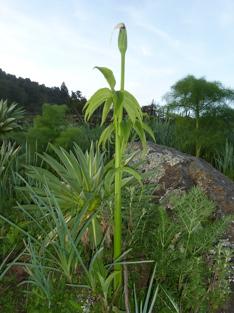Arisaema enneaphyllum photo 7