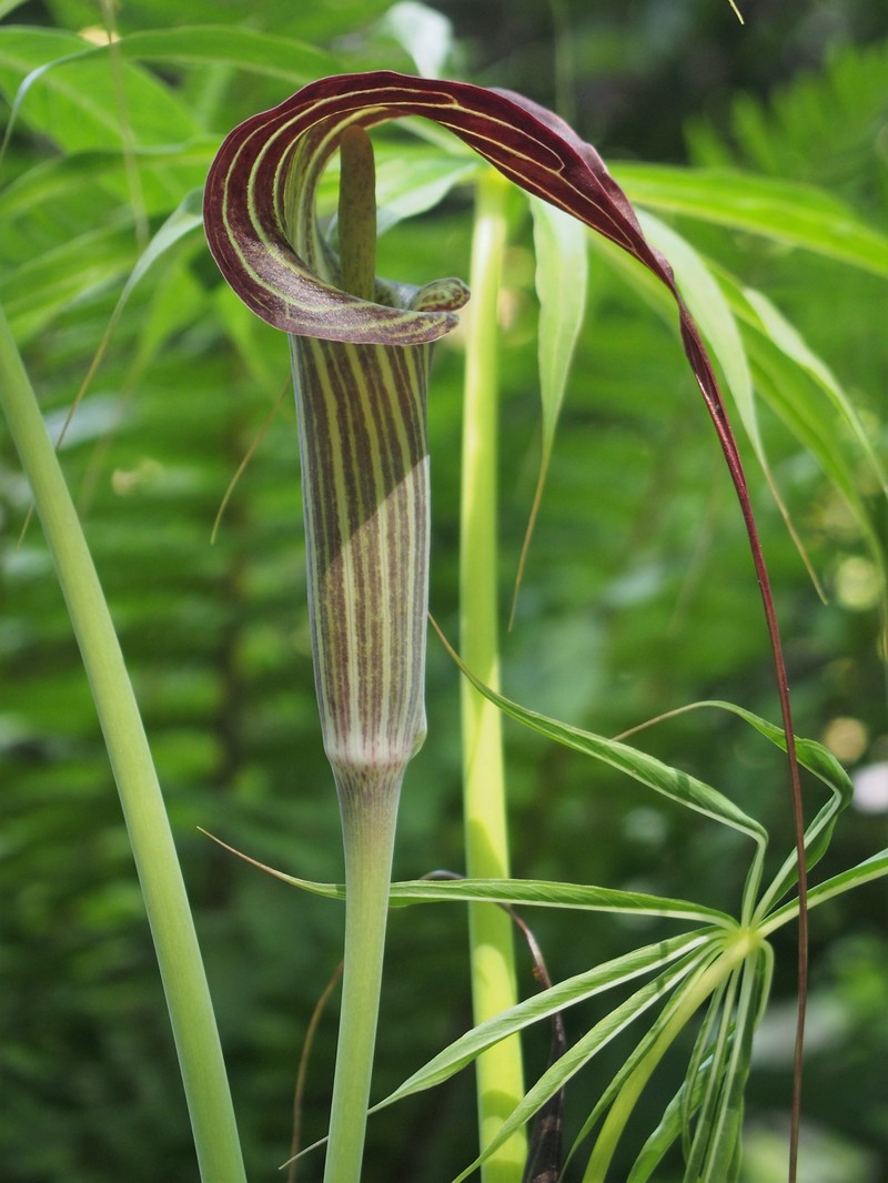 Arisaema erubescens