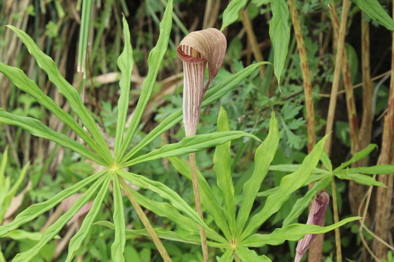 Arisaema erubescens photo 2