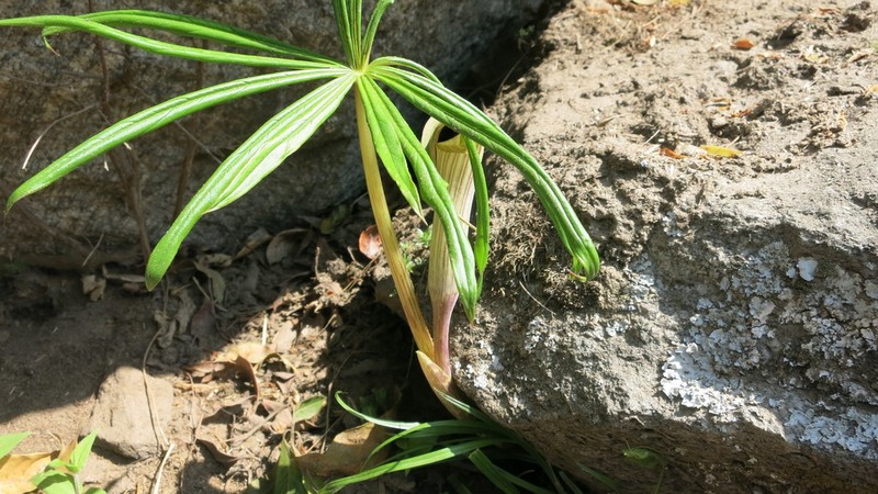 Arisaema erubescens photo 3