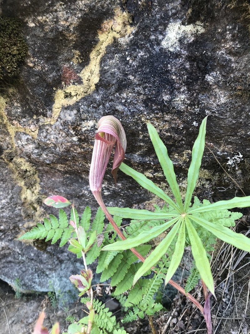 Arisaema erubescens photo 4