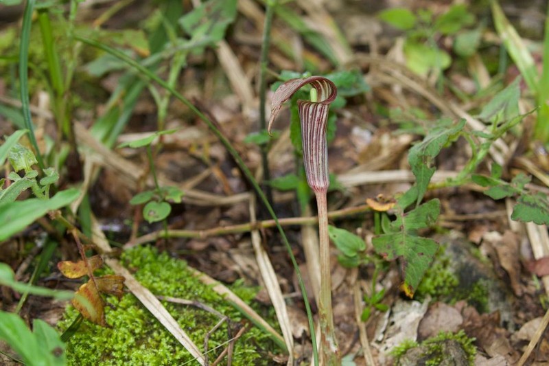 Arisaema erubescens photo 5