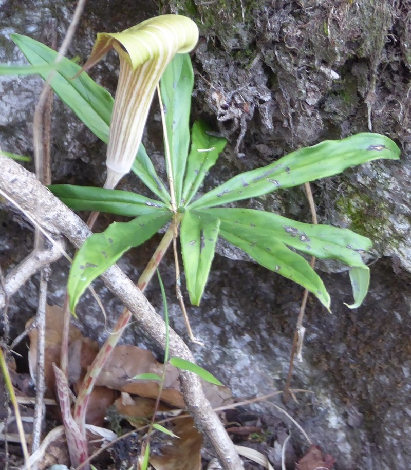 Arisaema erubescens photo 6
