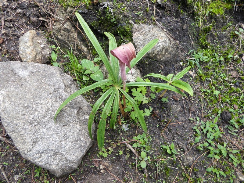 Arisaema erubescens photo 7