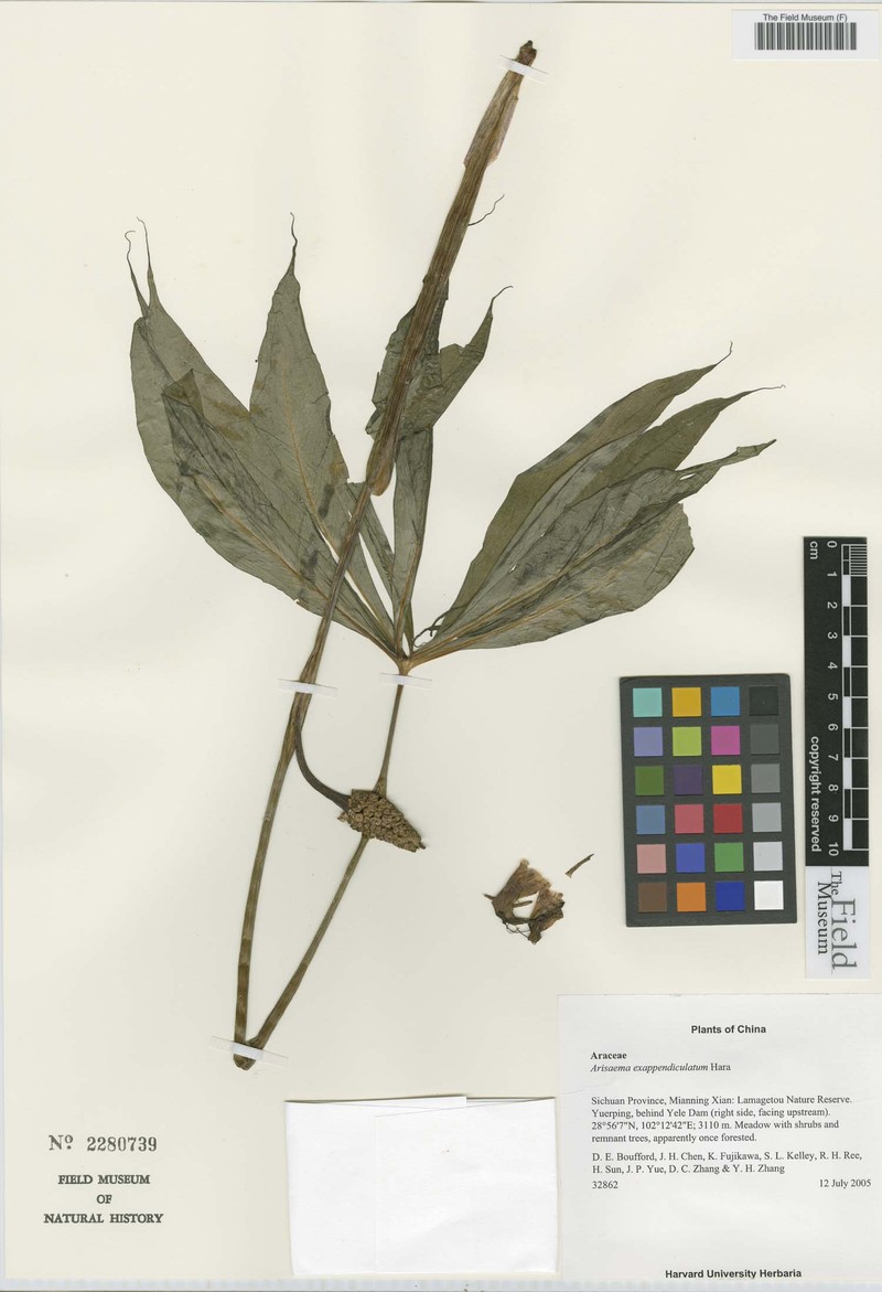 Arisaema exappendiculatum photo 4